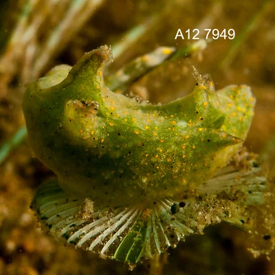 Elysia trilobata - Mabini, Batangas, Philippines