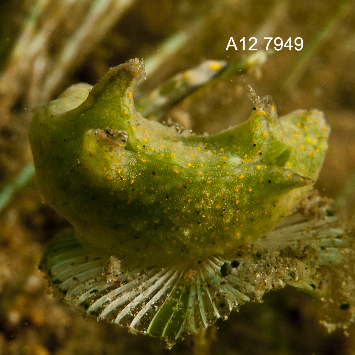 Elysia trilobata - Mabini, Batangas, Philippines