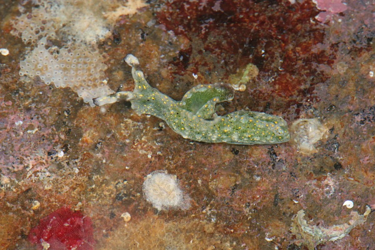 Elysia trilobata - Mabini, Batangas, Philippines
