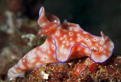 Ceratosoma trilobatum