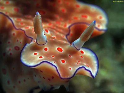 Ceratosoma trilobatum