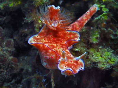 Ceratosoma trilobatum