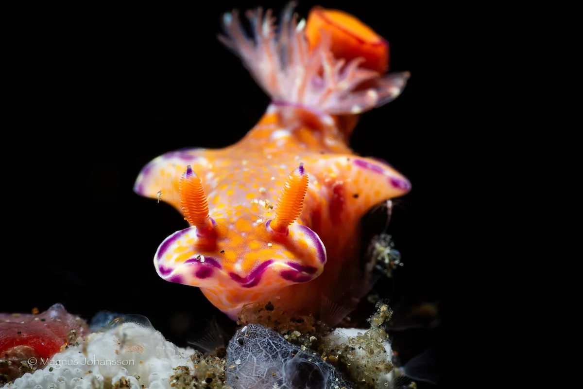 Ceratosoma trilobatum