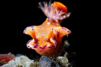 Ceratosoma trilobatum