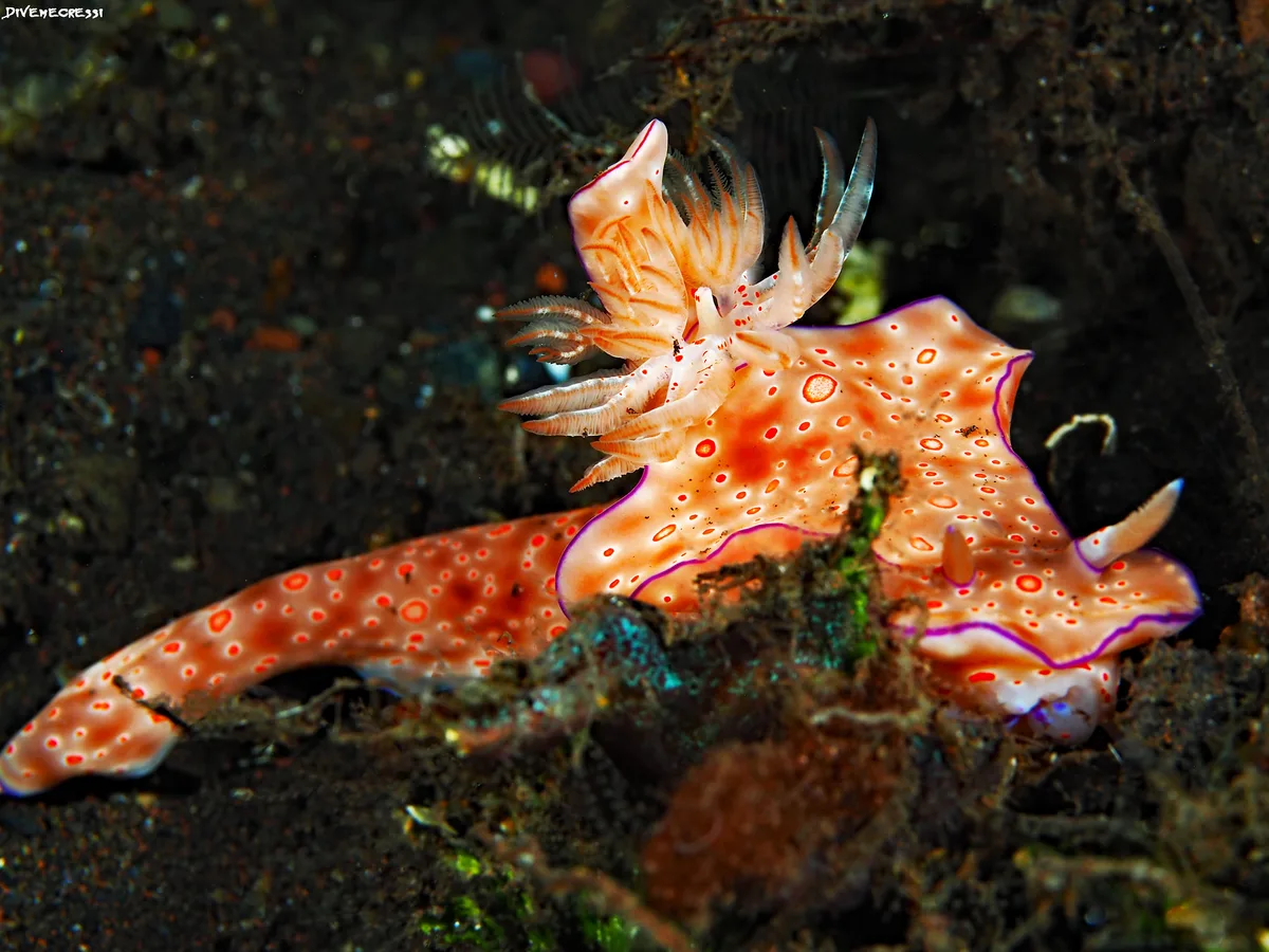 Ceratosoma trilobatum