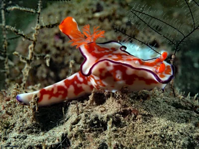 Ceratosoma trilobatum