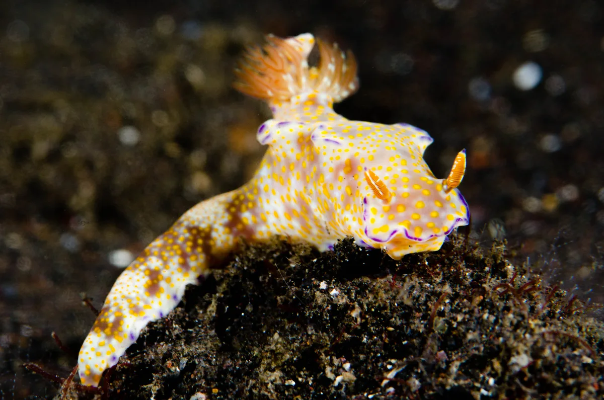Ceratosoma trilobatum