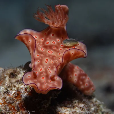 Taxi underwater, Ceratosoma trilobatum, Nudibranche