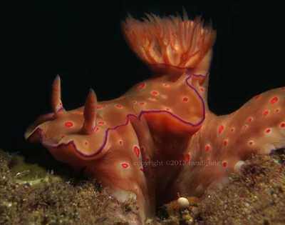 Ceratosoma trilobatum
