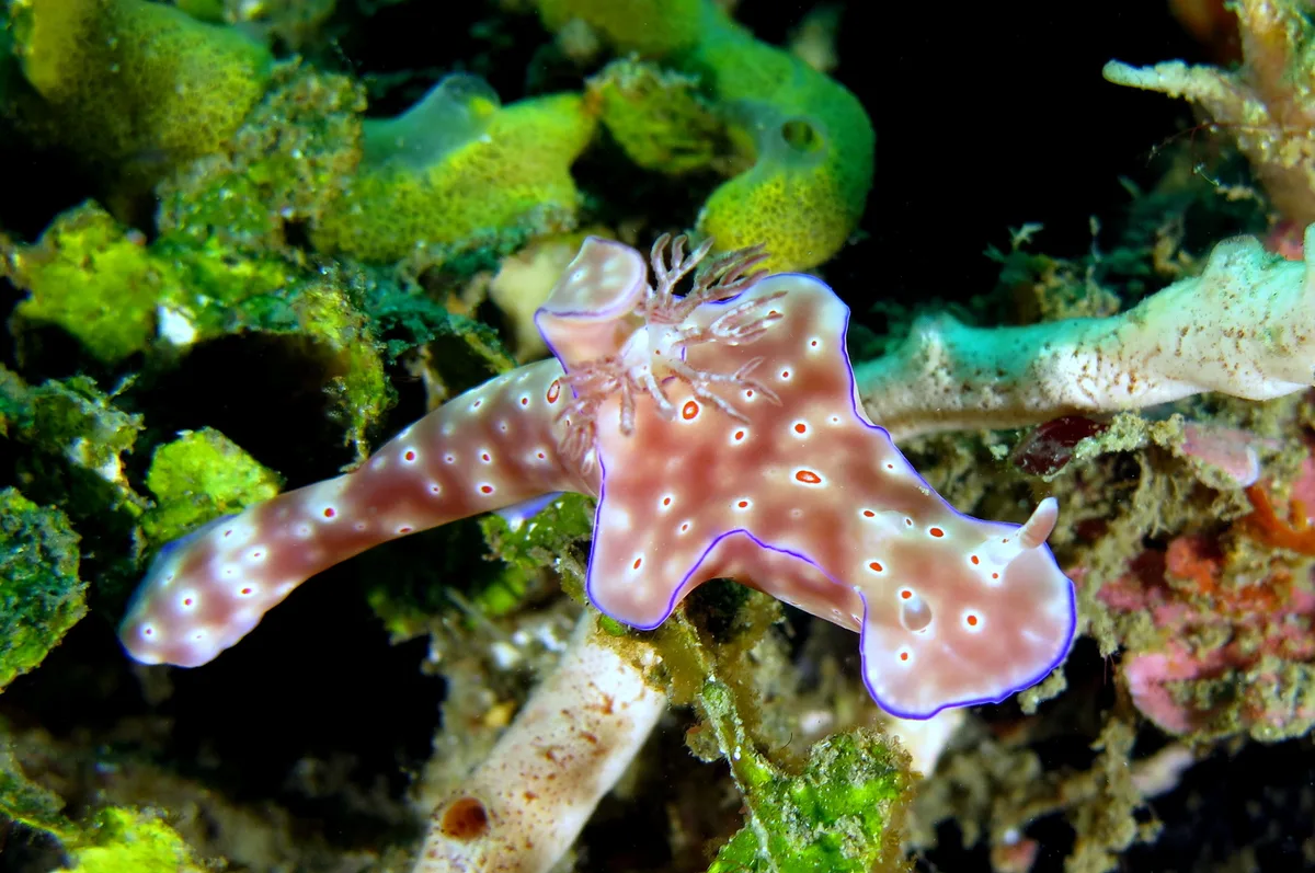Ceratosoma trilobatum