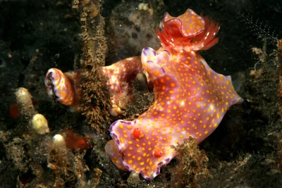 Ceratosoma trilobatum