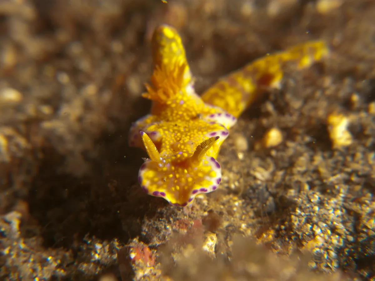 Ceratosoma trilobatum