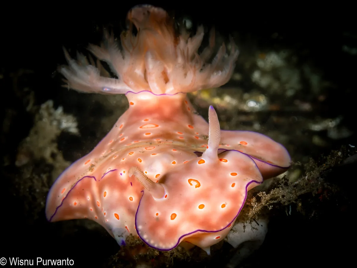Ceratosoma trilobatum-164.jpg