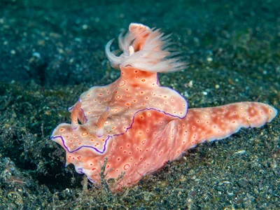 Ceratosoma trilobatum