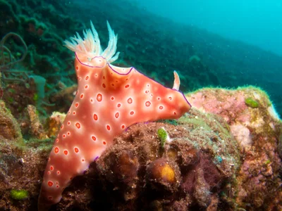 Ceratosoma trilobatum