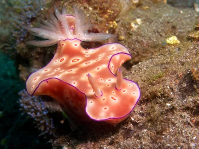 Ceratosoma trilobatum