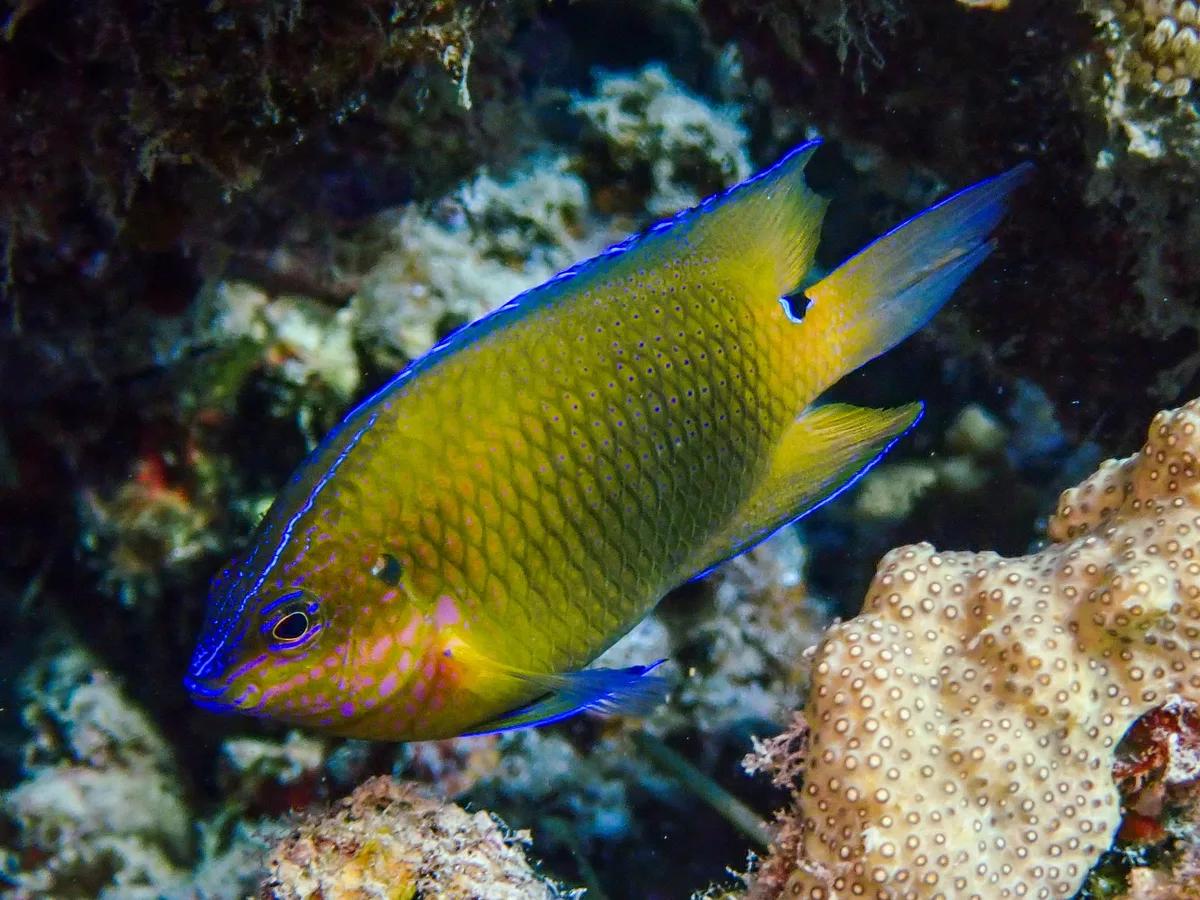 Threeline Damselfish
