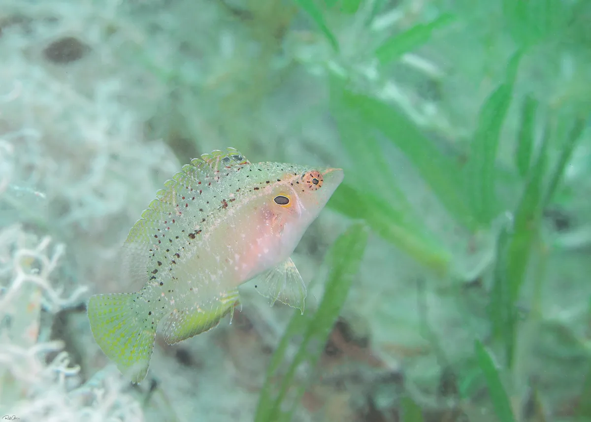 Pteragogus trispilus - Sideburn Wrasse