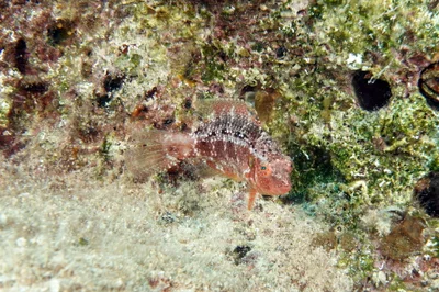 Pteragogus trispilus - Oasis