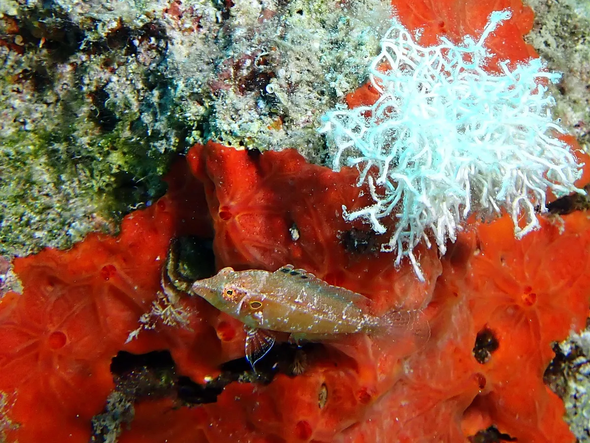 Pteragogus trispilus - Fethiye, Muğla, TR