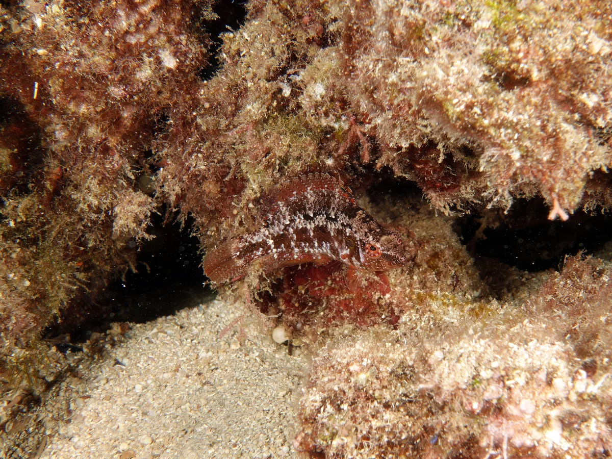 Pteragogus trispilus - Neptune