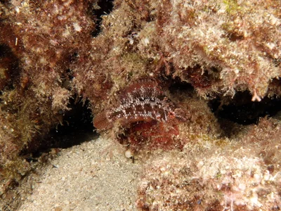 Pteragogus trispilus - Neptune