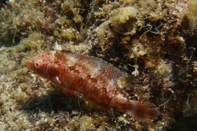 Pteragogus trispilus - Kaş/Antalya, Türkiye