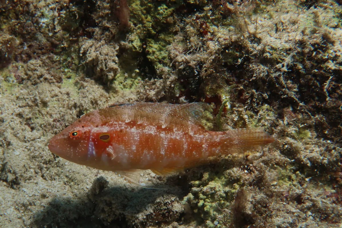 Pteragogus trispilus - Kaş/Antalya, Türkiye
