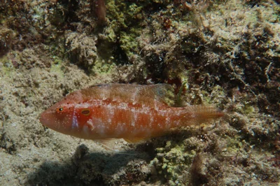 Pteragogus trispilus - Kaş/Antalya, Türkiye