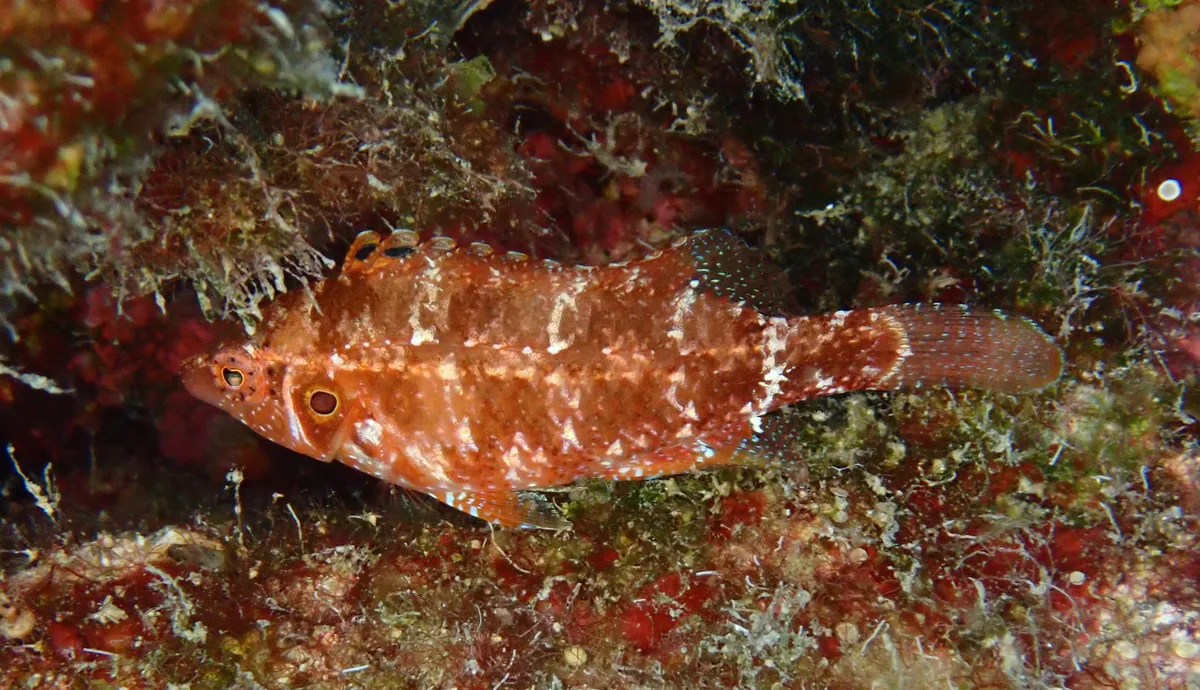Pteragogus trispilus - Kaş/Antalya, Türkiye