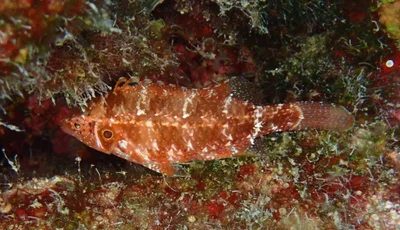 Pteragogus trispilus - Kaş/Antalya, Türkiye