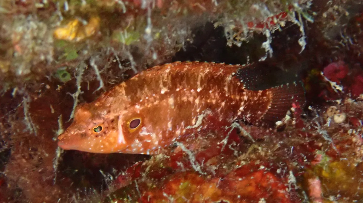 Pteragogus trispilus - Kaş/Antalya, Türkiye