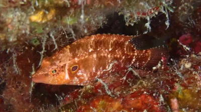 Pteragogus trispilus - Kaş/Antalya, Türkiye