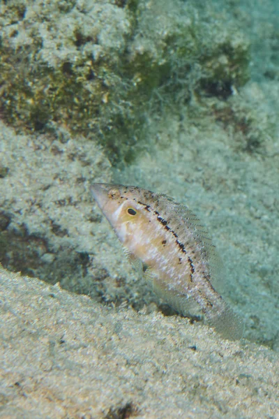 Pteragogus trispilus - Ayia Napa 5330, Cyprus