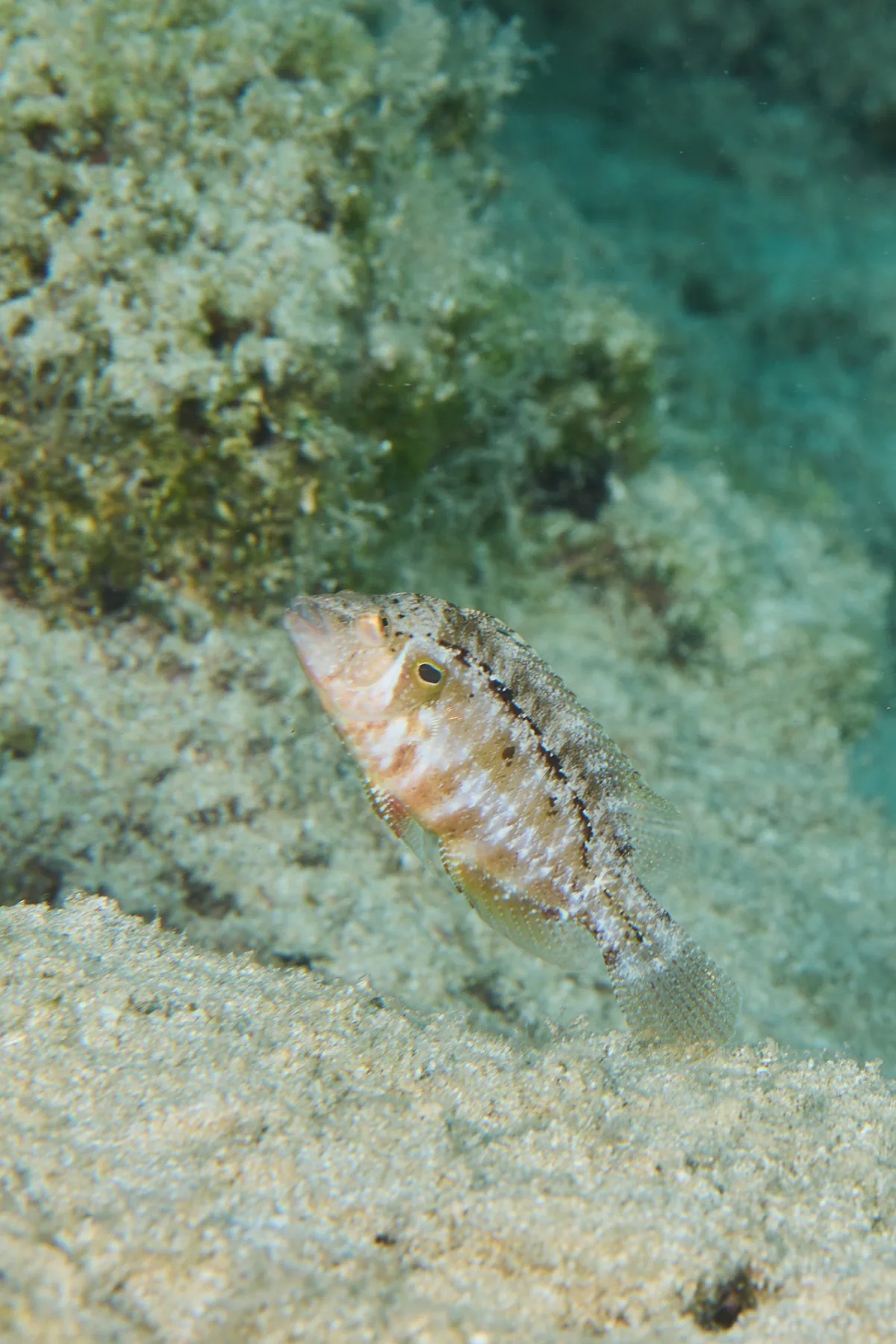 Pteragogus trispilus - Ayia Napa 5330, Cyprus