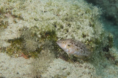 Pteragogus trispilus - Ayia Napa 5330, Cyprus
