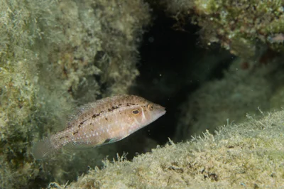 Pteragogus trispilus - Ayia Napa 5330, Cyprus