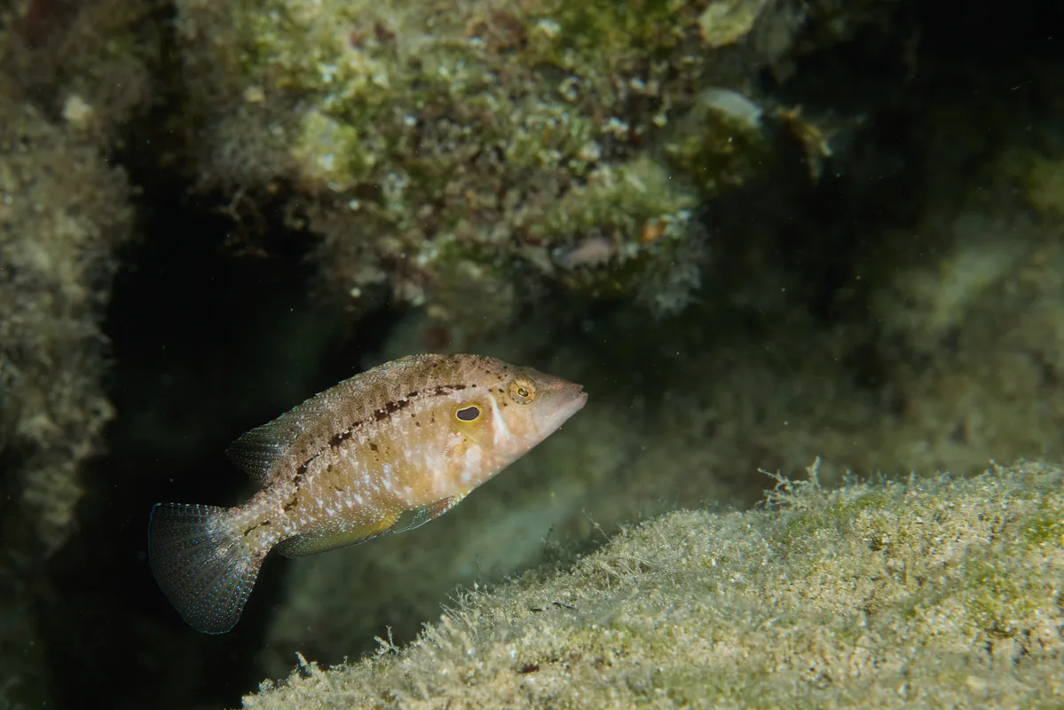 Pteragogus trispilus - Ayia Napa 5330, Cyprus