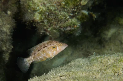 Pteragogus trispilus - Ayia Napa 5330, Cyprus