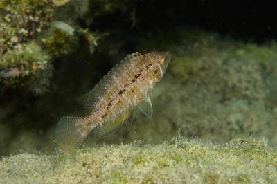 Pteragogus trispilus - Ayia Napa 5330, Cyprus