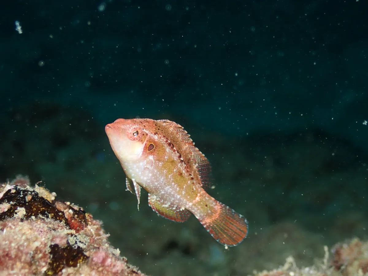 Pteragogus trispilus - Lebanon