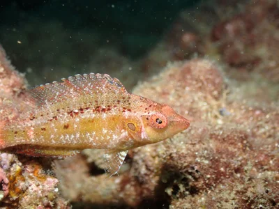 Pteragogus trispilus - Lebanon