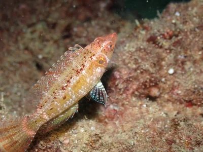Pteragogus trispilus - Lebanon