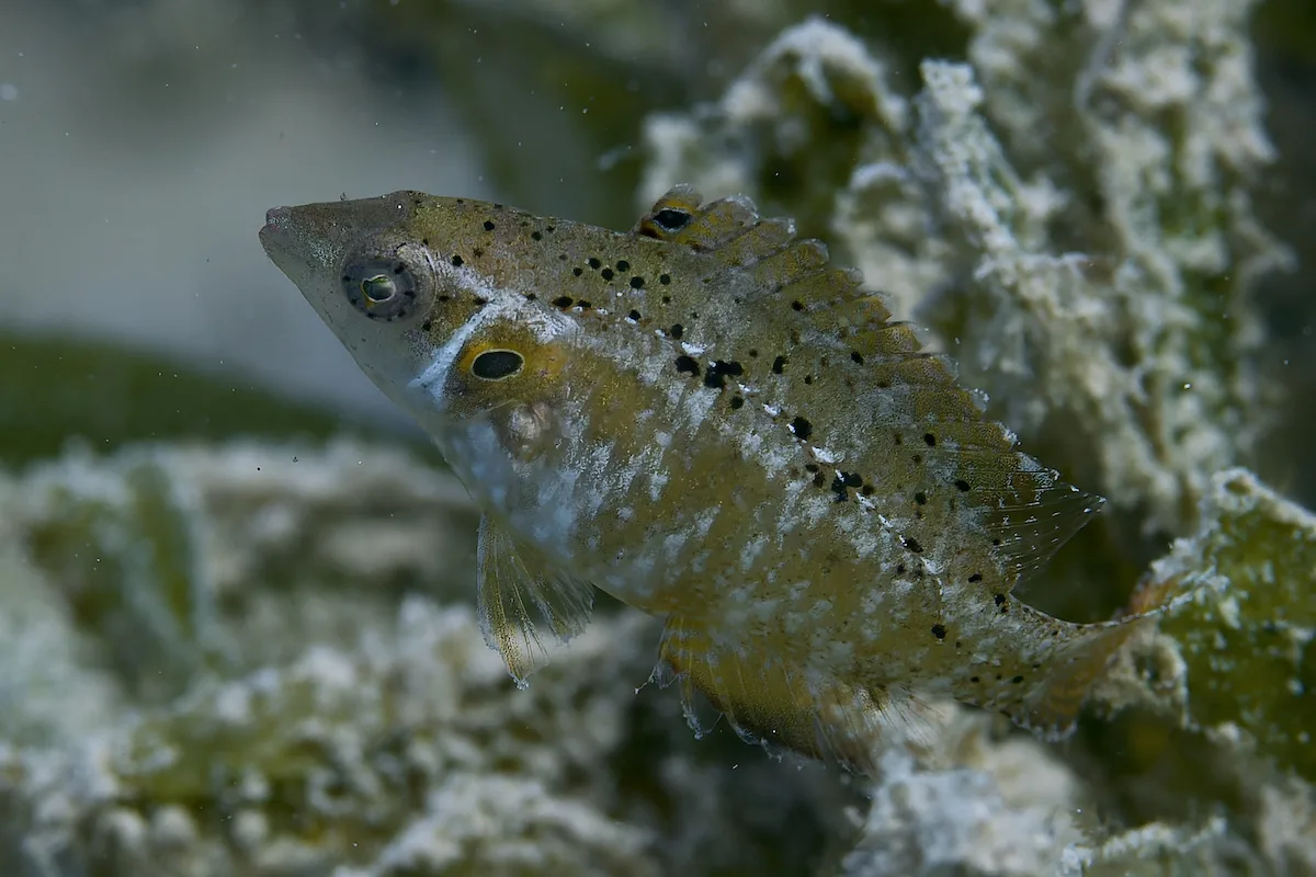 Pteragogus trispilus - Al-Qusayr, Al Bahr al Ahmar, Egypt