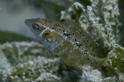 Pteragogus trispilus - Al-Qusayr, Al Bahr al Ahmar, Egypt