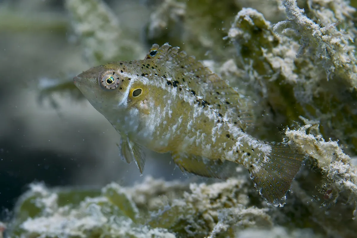 Pteragogus trispilus - Al-Qusayr, Al Bahr al Ahmar, Egypt