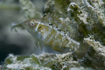 Pteragogus trispilus - Al-Qusayr, Al Bahr al Ahmar, Egypt