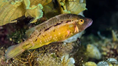 Pteragogus trispilus - Πρωταράς, Κύπρος