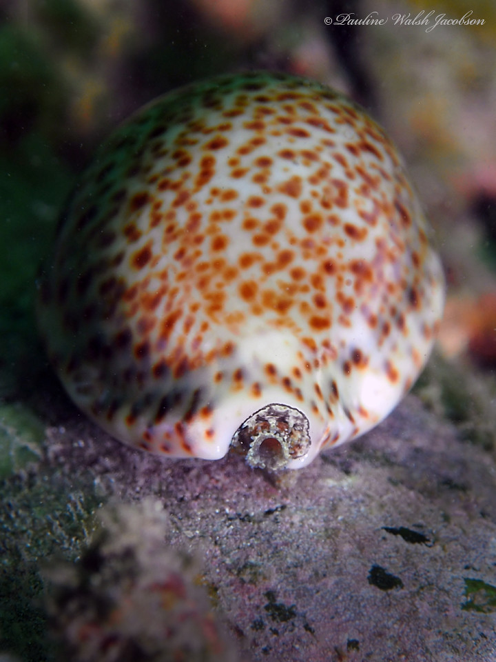 bhb 24 P9233836a sm Thrush Cowrie, Naria turdus