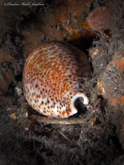 bhb 25 P7164800a sm Thrush Cowrie, Naria turdus